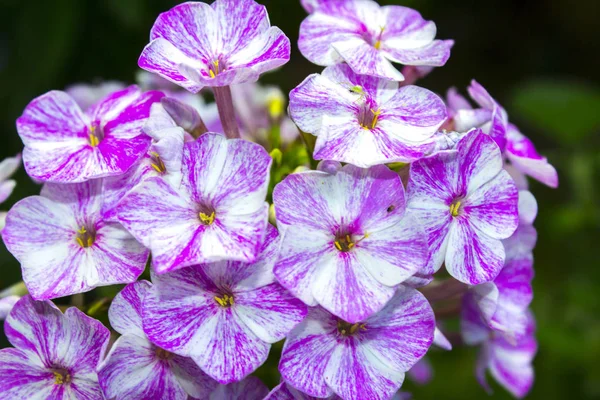 粉红色的 Phlox 花植物 — 图库照片