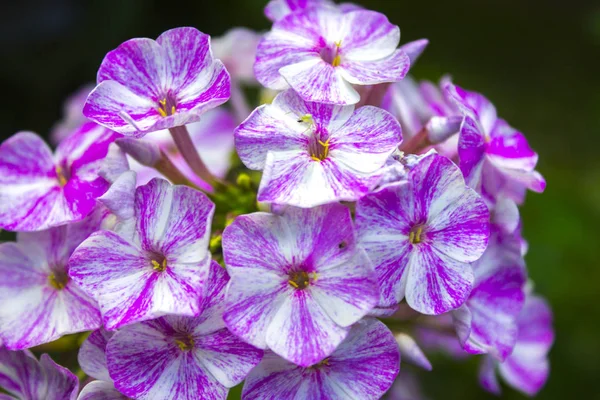 粉红色的 Phlox 花植物 — 图库照片