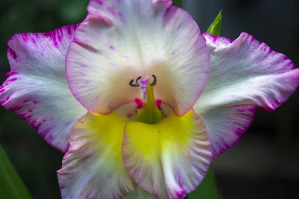 Pink Gladiolus Flower Sword Lily Plant — Stock Photo, Image