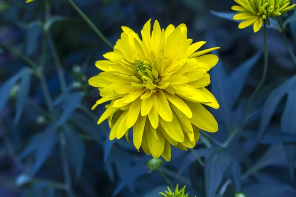 Rudbeckia Gelb Große Blume — Stockfoto