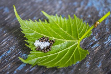 yumurta yeşil yaprak böcek