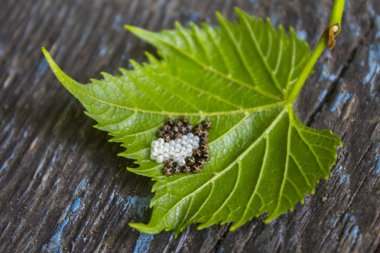 yumurta yeşil yaprak böcek