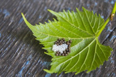 yumurta yeşil yaprak böcek