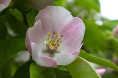 elma ayva çiçek bitki