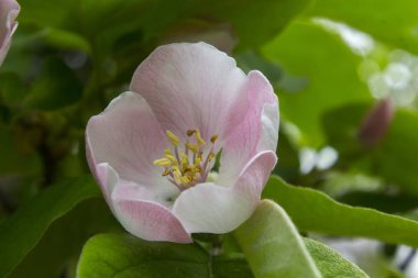 elma ayva çiçek bitki