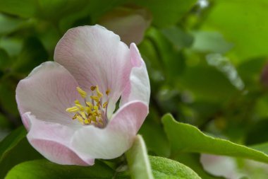 elma ayva çiçek bitki