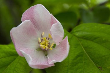 elma ayva çiçek bitki