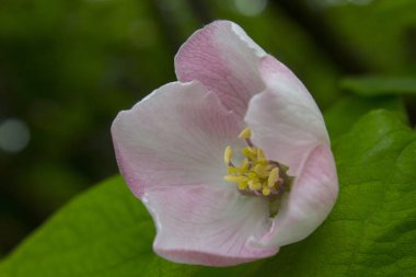 elma ayva çiçek bitki