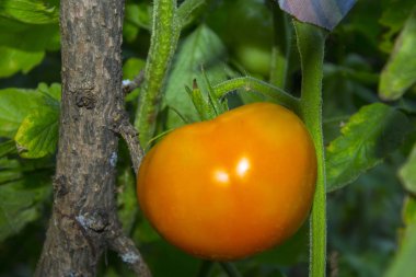 domates bitki sebze bahçesi