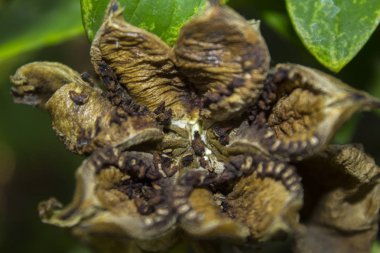 Kuru çiçek tohumları bush