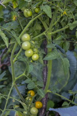 domates bitki sebze bahçesi