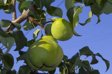 büyük yeşil armut bitki dal