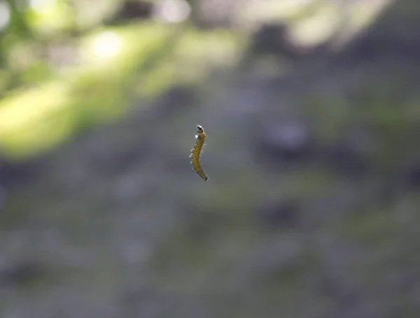 Böcek Caterpillar Sinek Web — Stok fotoğraf