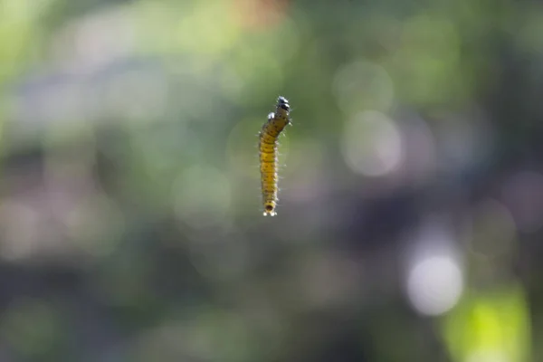 Böcek Caterpillar Sinek Web — Stok fotoğraf