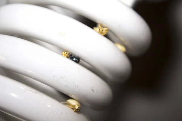 Bug Senhora Amarela Lâmpada Lâmpada — Fotografia de Stock