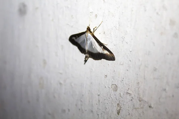 夜蛾昆虫 — 图库照片
