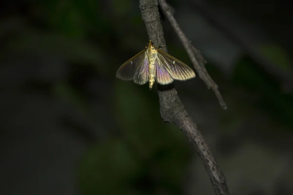 Nocny Owad Motyl — Zdjęcie stockowe