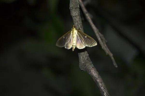 Gece Kelebeği Böceği — Stok fotoğraf