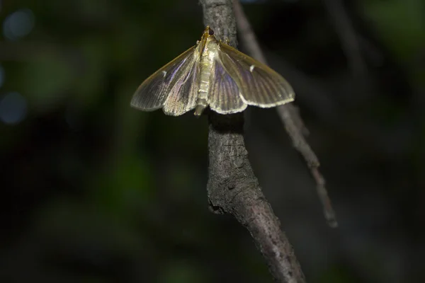 Night Butterfly Moth Insect — Stock Photo, Image