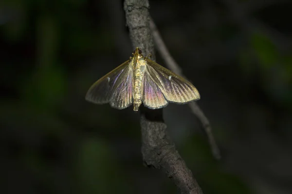 Mariposa Nocturna Insecto Polilla —  Fotos de Stock