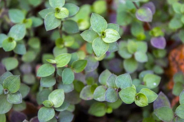 Grass Leaves Plant Background — Stock Photo, Image