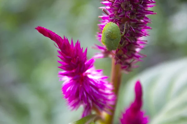 Celosia 花卉花园植物 — 图库照片