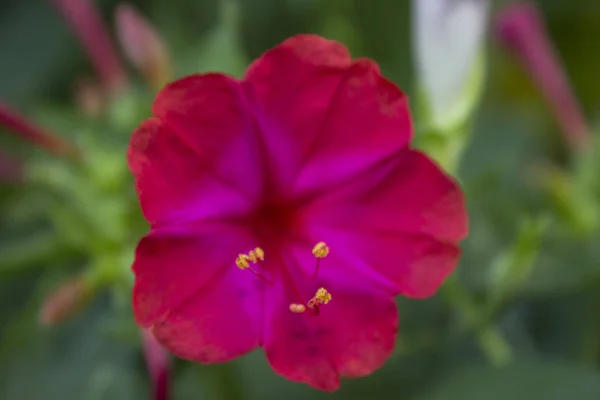 Mirabilis Jalapa Rosa Flor Jardín Planta — Foto de Stock