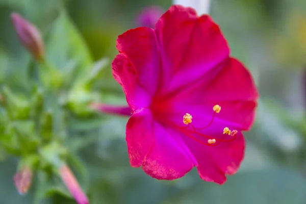 Mirabilis Jalapa Rózsaszín Virágos Kert Növény — Stock Fotó