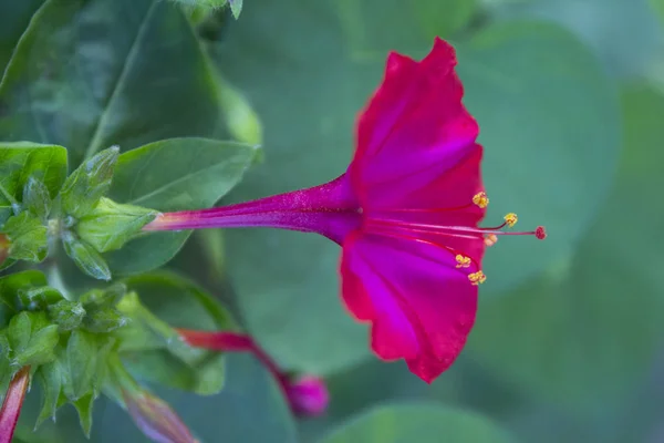 Mirabilis jalapa pembe çiçek bahçesi tesisi