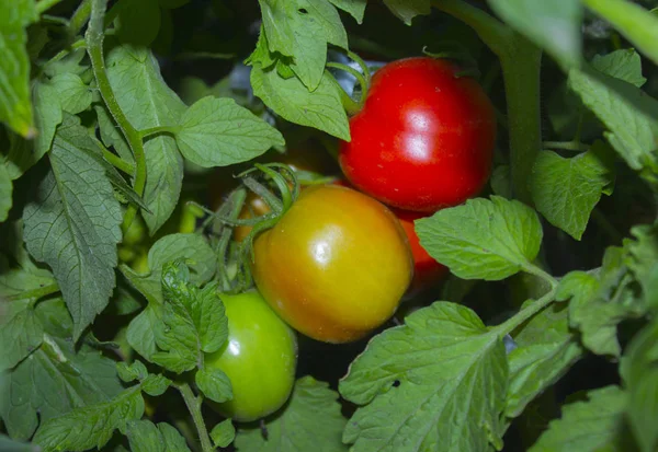 Tomatoes Plant Vegetable Garden — Stock Photo, Image