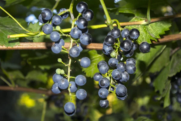 Kiść Winogron Roślina Natura — Zdjęcie stockowe