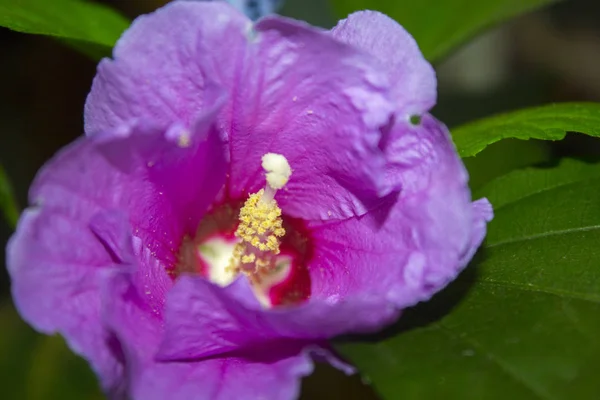 Hibiscus Roze Bloem Bush — Stockfoto