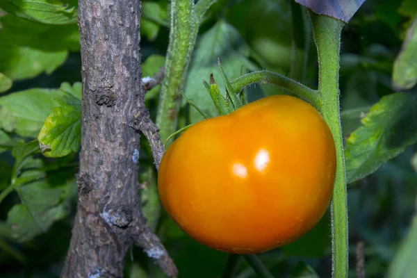 西红柿植物菜园 — 图库照片