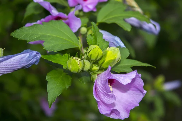 Hibisco Rosa Arbusto Flores — Foto de Stock