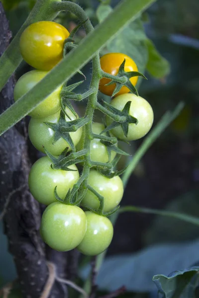 Tomates Plantes Potager — Photo