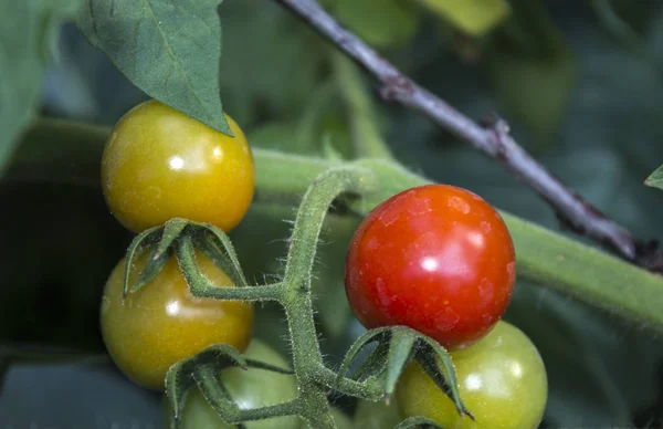 Tomates Plantes Potager — Photo