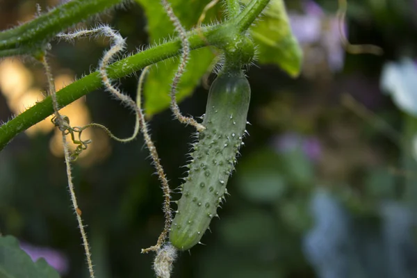 キュウリ植物菜園 — ストック写真