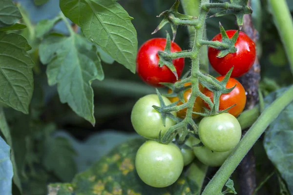 Tomates Plantes Potager — Photo