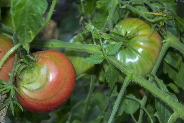 Tomates Plantes Potager — Photo