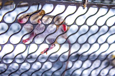 Fare kafesi catch evde beslenen hayvan