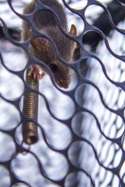 Fare kafesi catch evde beslenen hayvan