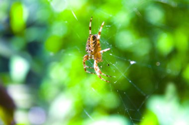 örümcek net web doğa