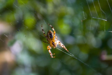 örümcek net web doğa