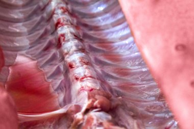 domuz domuz eti et karkas