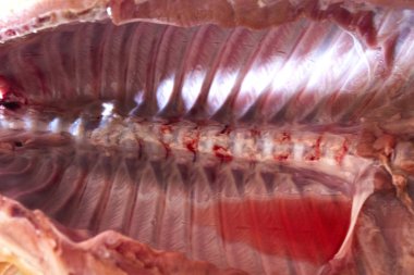 domuz domuz eti et karkas