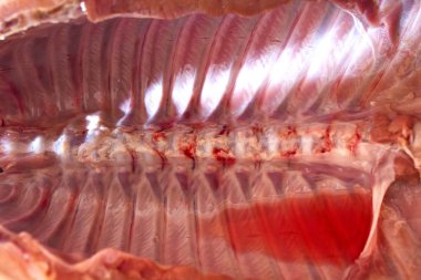 domuz domuz eti et karkas