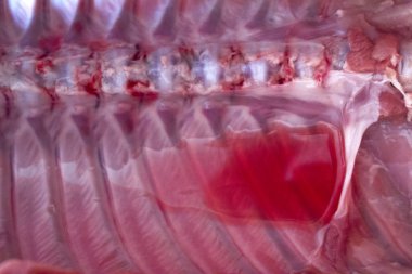 domuz domuz eti et karkas