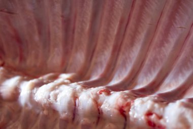 domuz domuz eti et karkas