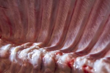 domuz domuz eti et karkas