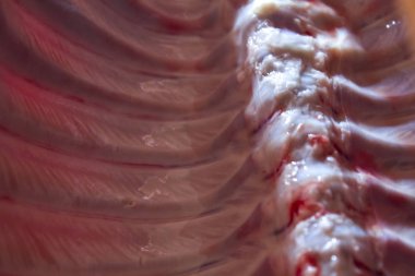 domuz domuz eti et karkas